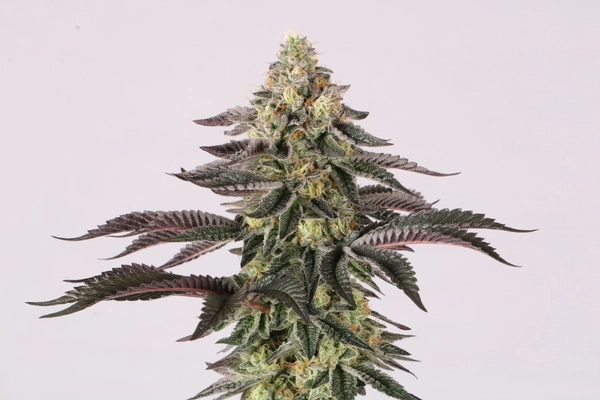 Comprar Semillas De Cannabis Online Paradise Seeds