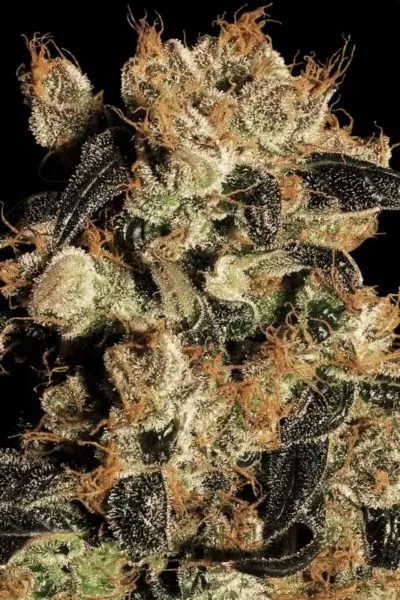 White Berry cannabis strain photo with a black background