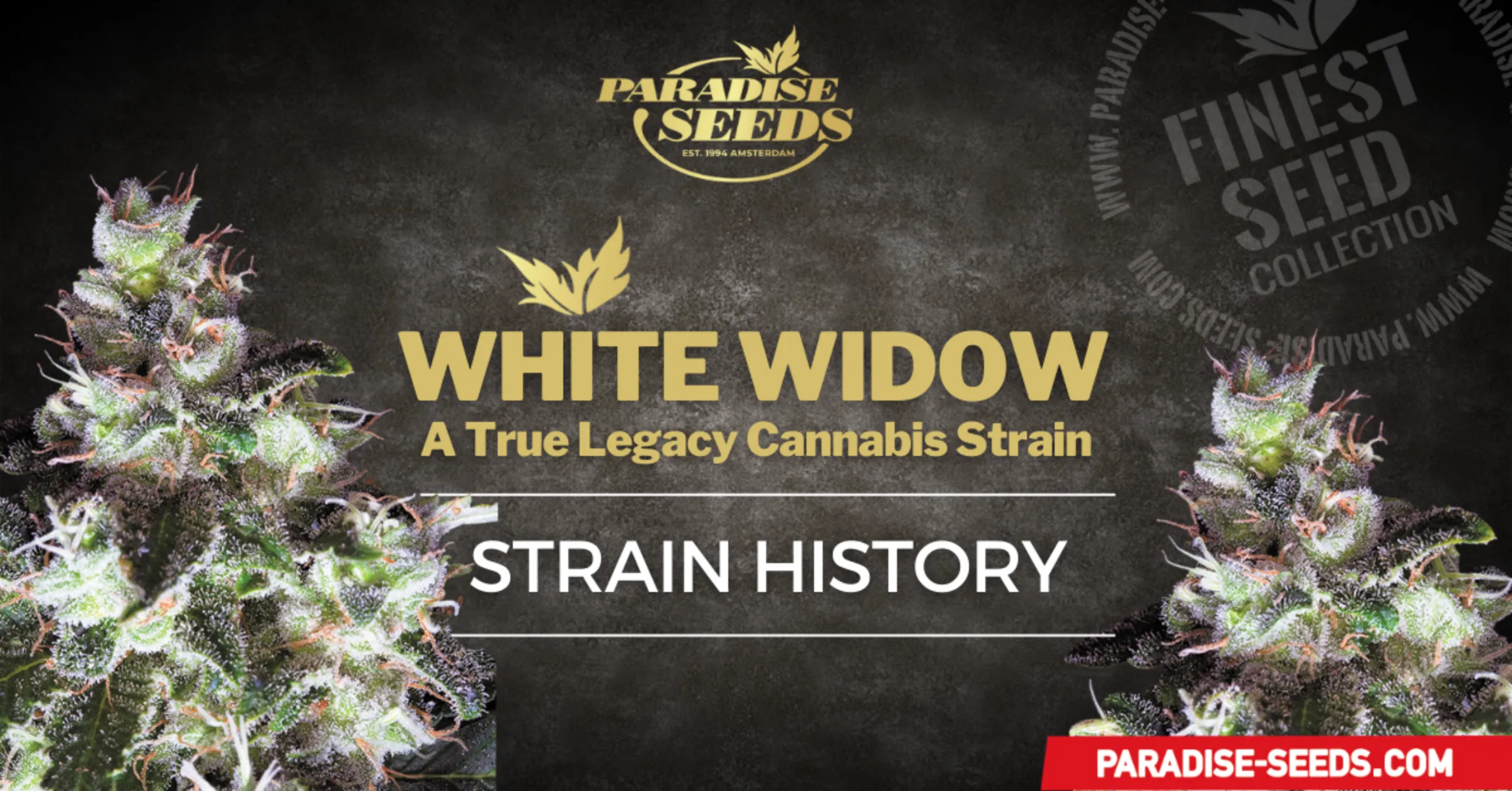 Notre-Dame - Legacy Line regular cannabis seeds - White widow x Pow
