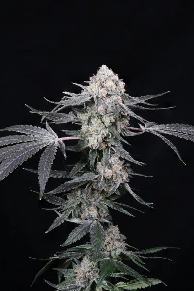 High Society cannabis strain photo with a black background