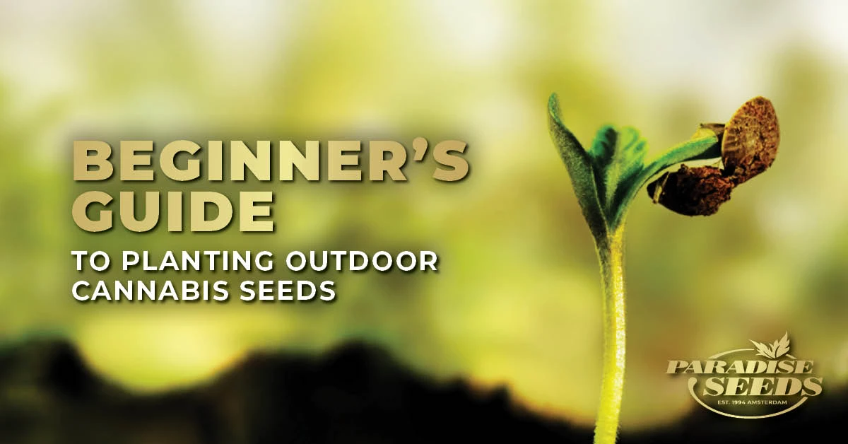 The Do's and Don'ts of Growing Outdoors - MSNL Blog