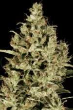 Delahaze cannabis strain