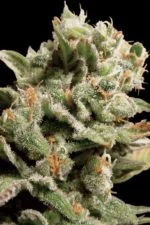 Dutch Dragon cannabis strain