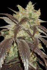 Spoetnik#1 cannabis seeds