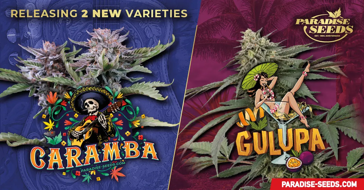 Caramba - Cannabis Seeds from Paradise Seeds
