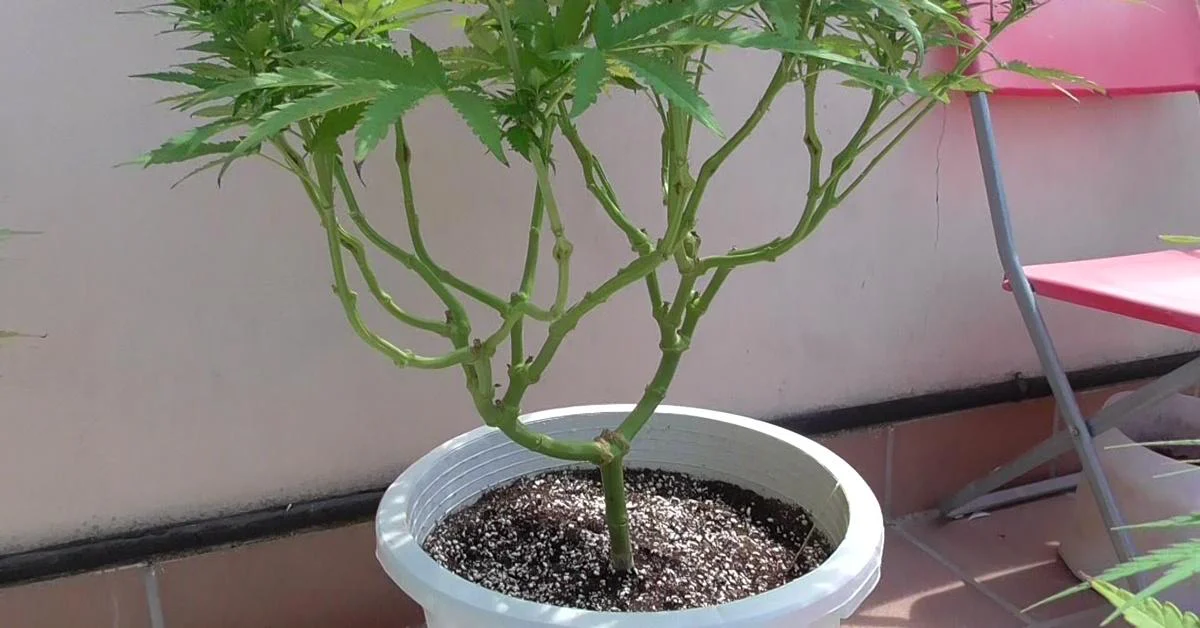 Outdoor cannabis plant