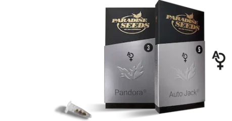 Autoflower Cannabis Seeds