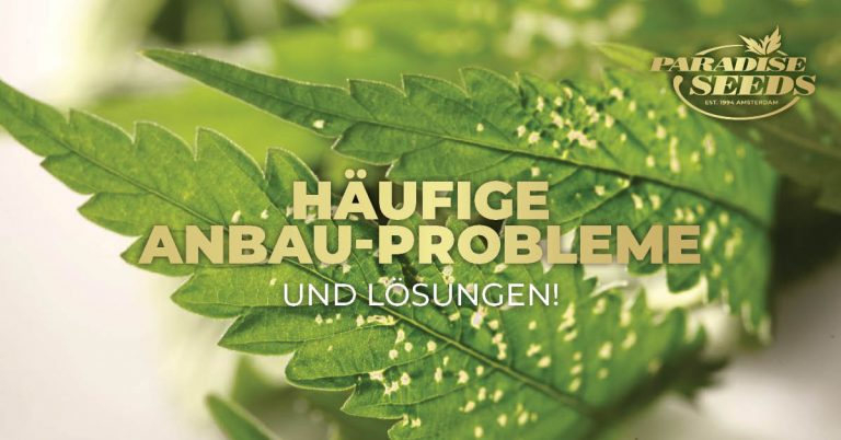 Die Häufigsten Probleme Beim Cannabisanbau Und Lösungen | 🥇 Paradise Seeds