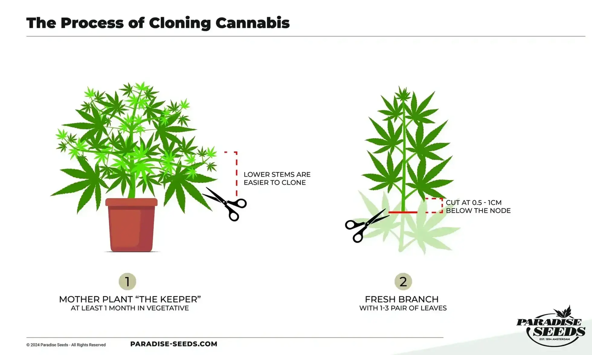 Guide to the cloning cannabis plants process. 