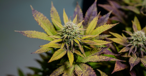 Signs of cold stress on cannabis plant 