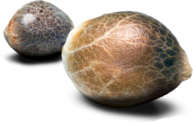 Macro of Cannabis Seeds