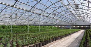 Industrial cannabis greenhouse