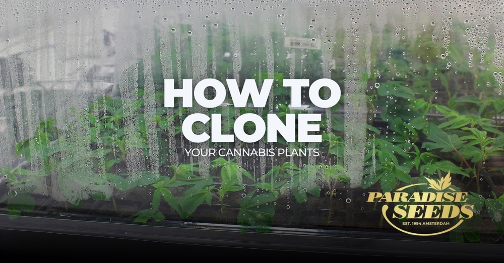 Clong cannabis plants cover image