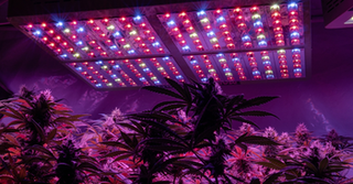 LED lights in a grow room