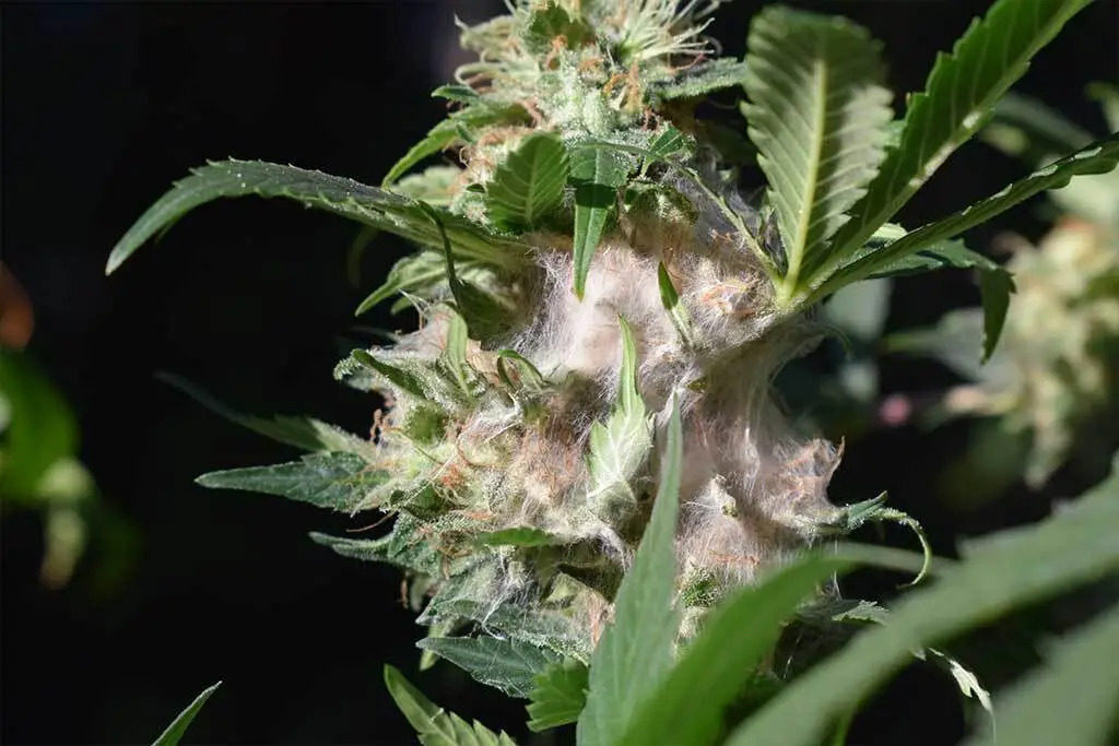 Botrytis on cannabis bud