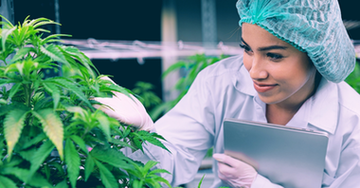 Monitoring cannabis plants