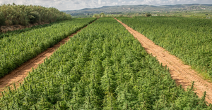 Large outdoor cannabis plantation