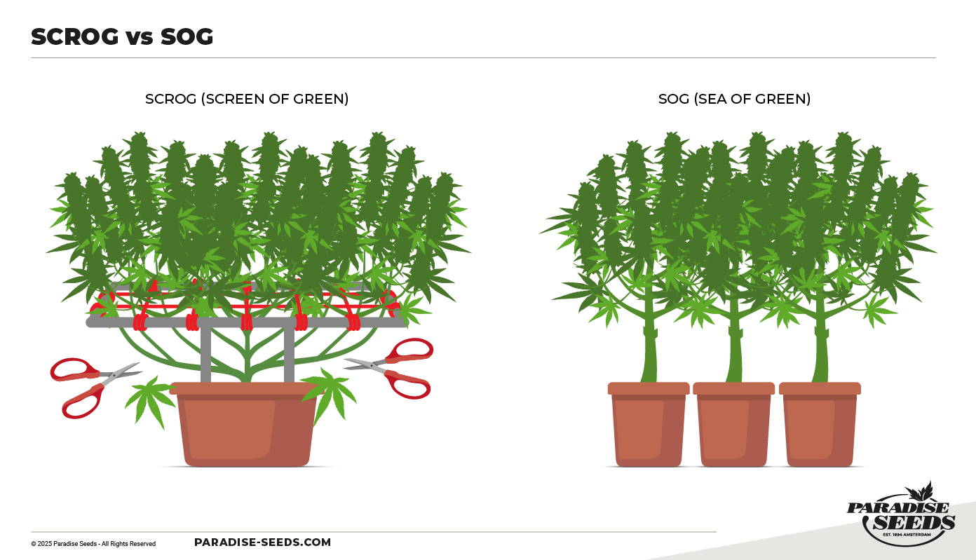 Scrog vs SOG Infographic