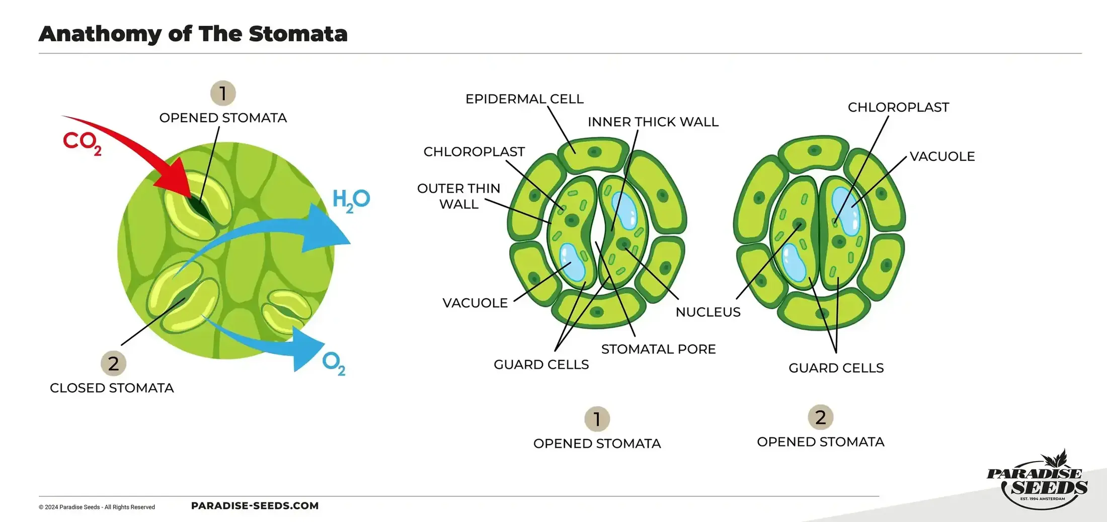 Anatomy of stomata infographic