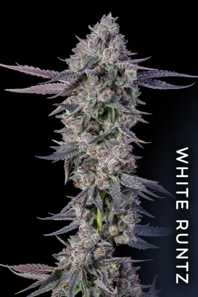 🥇 Paradise Seeds - Buy Cannabis Seeds Online
