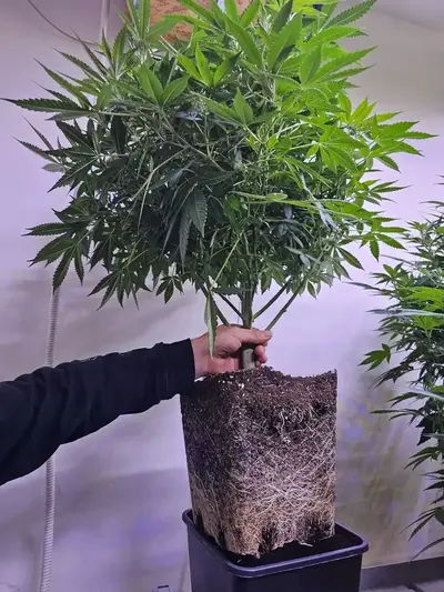 A cannabis mother plant